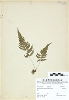 藏品(大金星蕨)的圖片